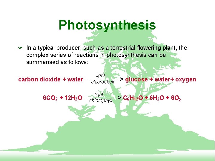 Photosynthesis F In a typical producer, such as a terrestrial flowering plant, the complex