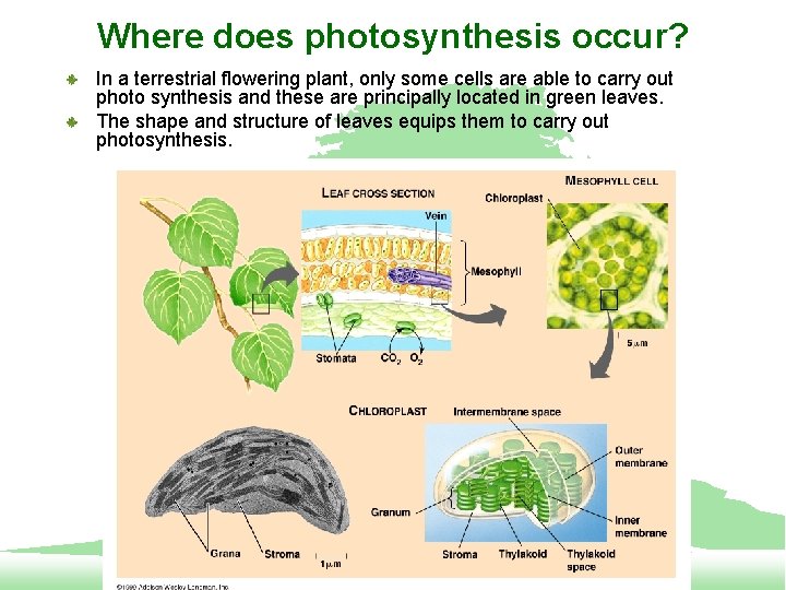 Where does photosynthesis occur? In a terrestrial flowering plant, only some cells are able