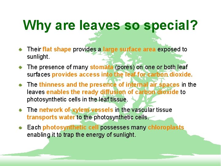 Why are leaves so special? Their flat shape provides a large surface area exposed