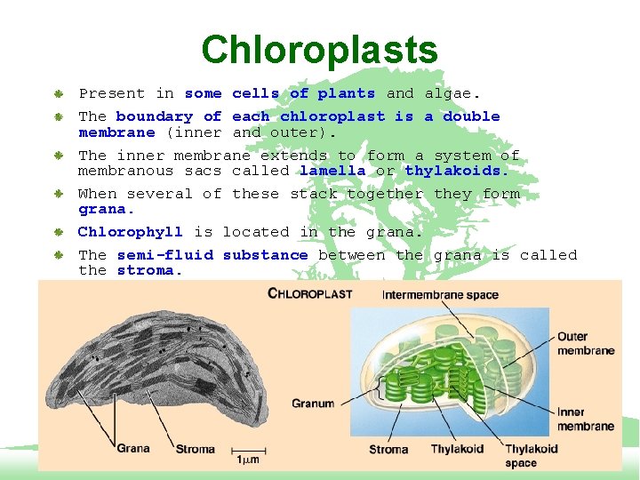 Chloroplasts Present in some cells of plants and algae. The boundary of each chloroplast