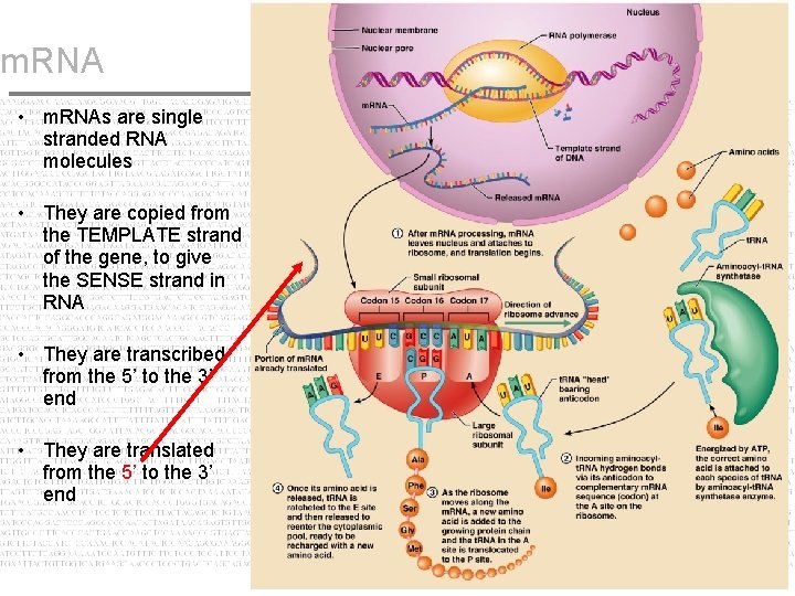 m. RNA • m. RNAs are single stranded RNA molecules • They are copied