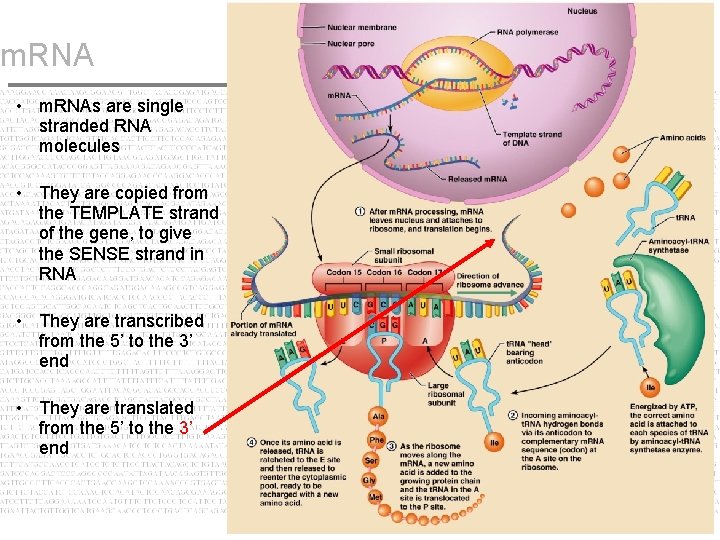 m. RNA • m. RNAs are single stranded RNA molecules • They are copied