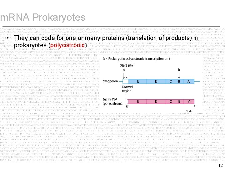 m. RNA Prokaryotes • They can code for one or many proteins (translation of