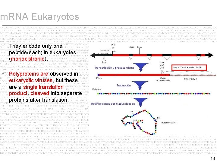 m. RNA Eukaryotes • They encode only one peptide(each) in eukaryotes (monocistronic). • Polyproteins
