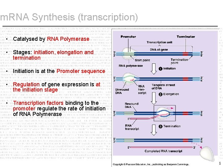 m. RNA Synthesis (transcription) • Catalysed by RNA Polymerase • Stages: initiation, elongation and