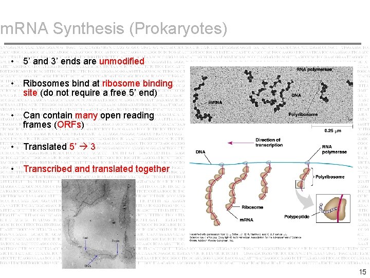 m. RNA Synthesis (Prokaryotes) • 5’ and 3’ ends are unmodified • Ribosomes bind