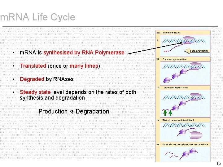 m. RNA Life Cycle • m. RNA is synthesised by RNA Polymerase • Translated