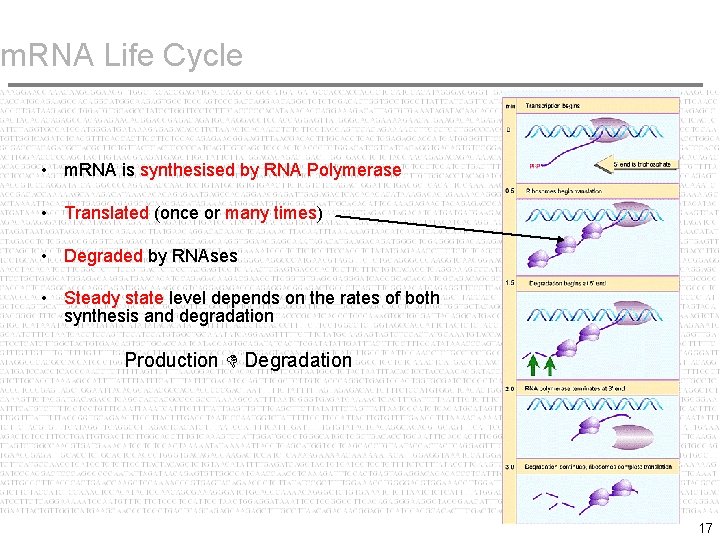 m. RNA Life Cycle • m. RNA is synthesised by RNA Polymerase • Translated