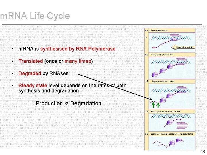 m. RNA Life Cycle • m. RNA is synthesised by RNA Polymerase • Translated