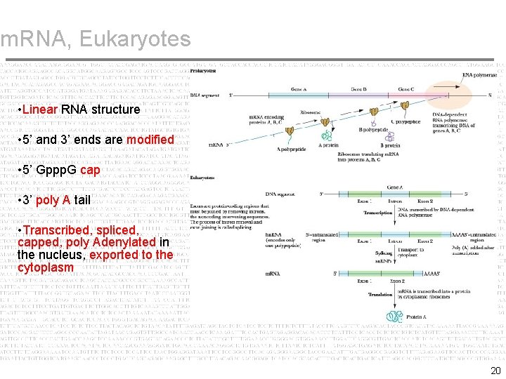 m. RNA, Eukaryotes • Linear RNA structure • 5’ and 3’ ends are modified m. RNA, Eukaryotes • Linear RNA structure • 5’ and 3’ ends are modified