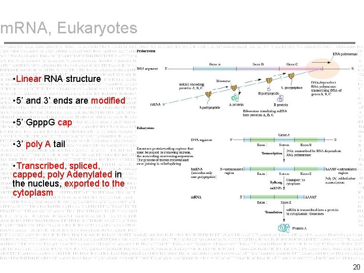 m. RNA, Eukaryotes • Linear RNA structure • 5’ and 3’ ends are modified