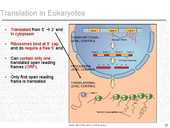 Translation in Eukaryotes • Translated from 5’ 3’ end in cytoplasm • Ribosomes bind