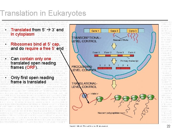 Translation in Eukaryotes • Translated from 5’ 3’ end in cytoplasm • Ribosomes bind