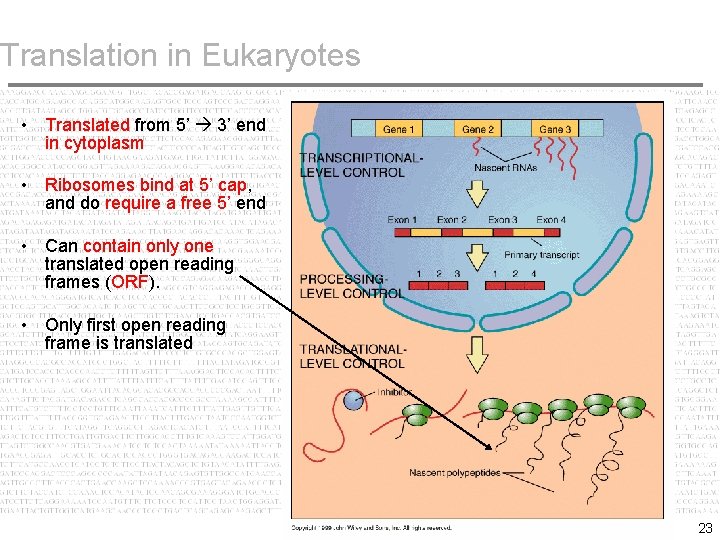 Translation in Eukaryotes • Translated from 5’ 3’ end in cytoplasm • Ribosomes bind