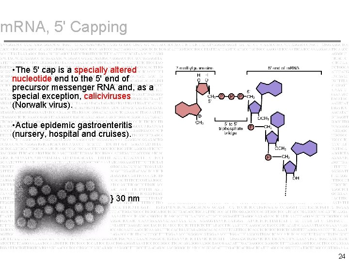 m. RNA, 5' Capping • The 5' cap is a specially altered nucleotide end