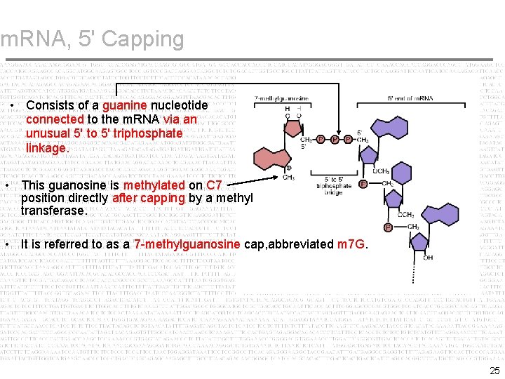 m. RNA, 5' Capping • Consists of a guanine nucleotide connected to the m.