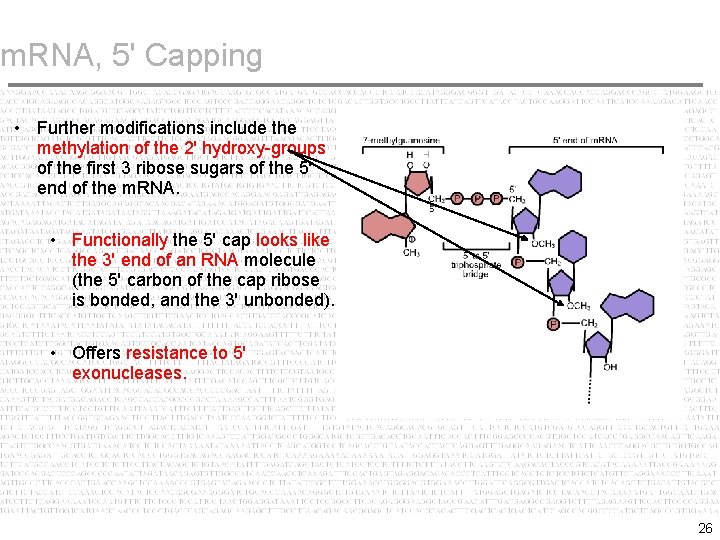 m. RNA, 5' Capping • Further modifications include the methylation of the 2' hydroxy-groups