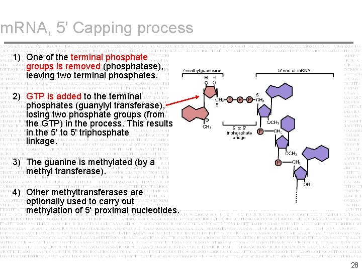 m. RNA, 5' Capping process 1) One of the terminal phosphate groups is removed