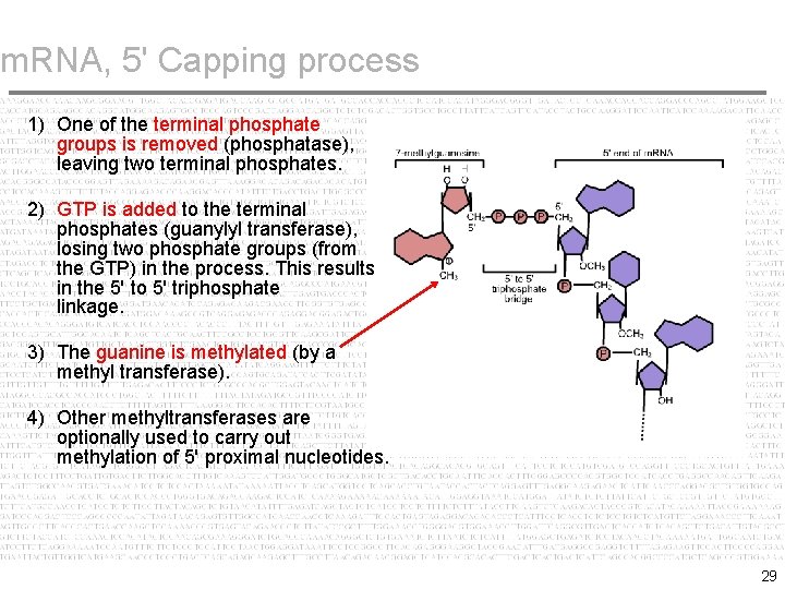 m. RNA, 5' Capping process 1) One of the terminal phosphate groups is removed