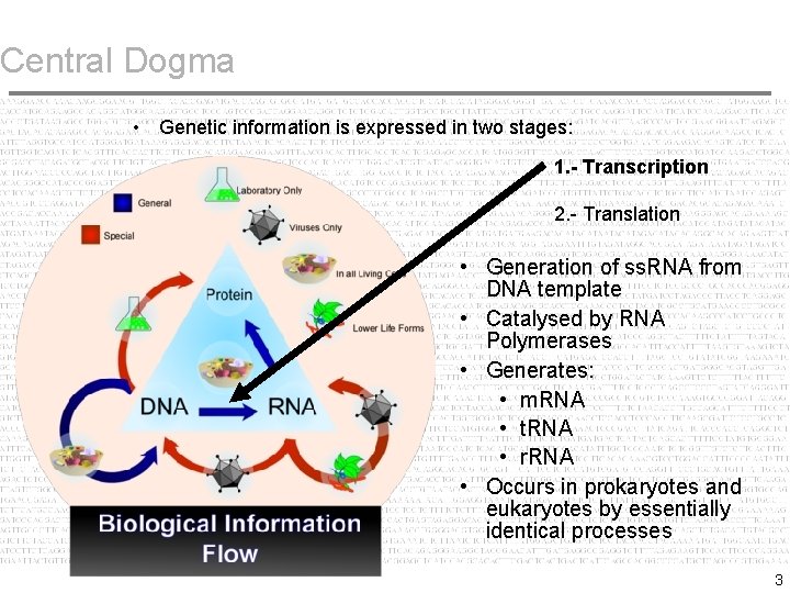 Central Dogma • Genetic information is expressed in two stages: 1. - Transcription 2.