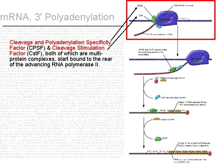 m. RNA, 3' Polyadenylation Cleavage and Polyadenylation Specificity Factor (CPSF) & Cleavage Stimulation Factor