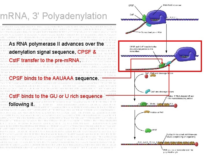 m. RNA, 3' Polyadenylation As RNA polymerase II advances over the adenylation signal sequence,