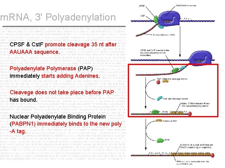 m. RNA, 3' Polyadenylation CPSF & Cst. F promote cleavage 35 nt after AAUAAA