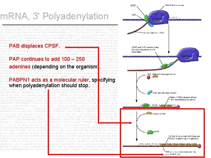 m. RNA, 3' Polyadenylation PAB displaces CPSF. PAP continues to add 100 – 250