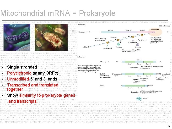 Mitochondrial m. RNA = Prokaryote • • Single stranded Polycistronic (many ORFs) Unmodified 5’