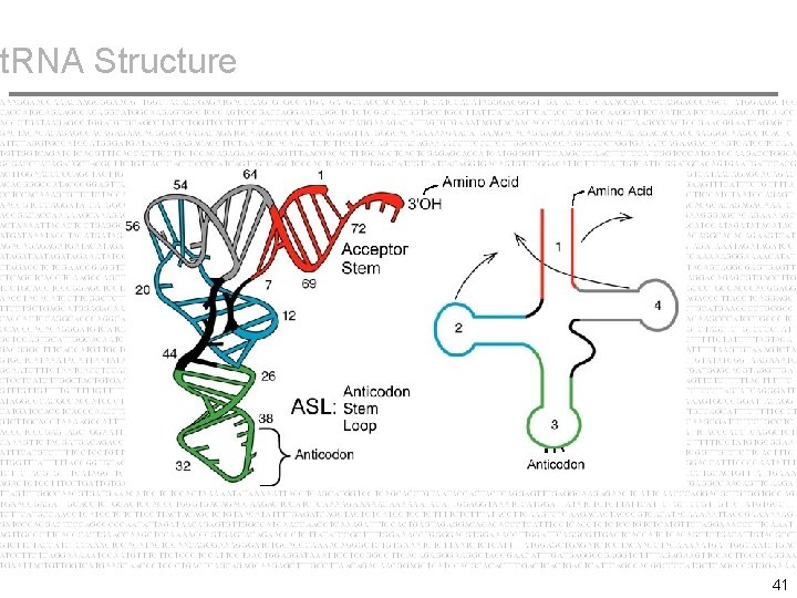 t. RNA Structure 41 