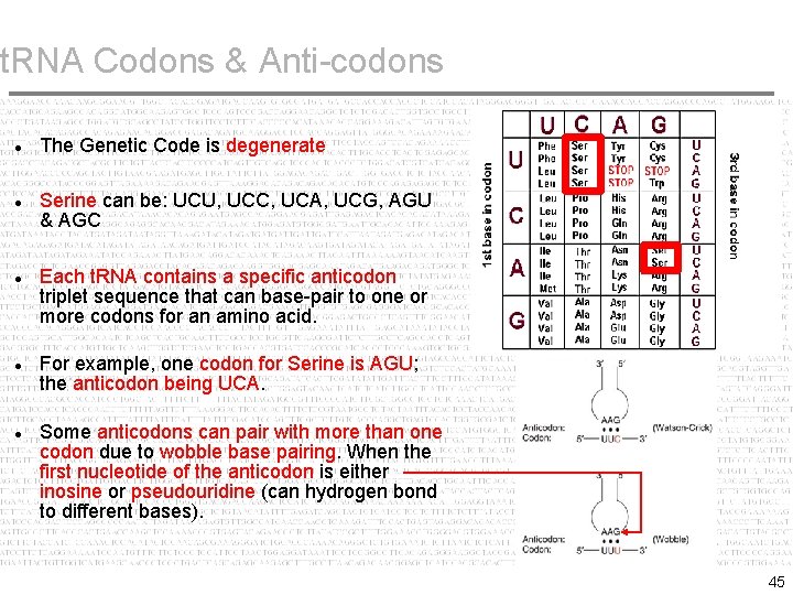 t. RNA Codons & Anti-codons The Genetic Code is degenerate Serine can be: UCU,