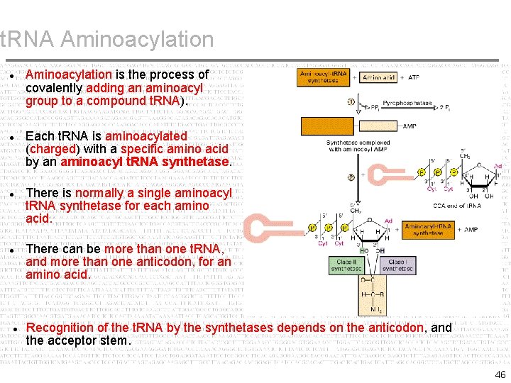 t. RNA Aminoacylation Aminoacylation is the process of covalently adding an aminoacyl group to