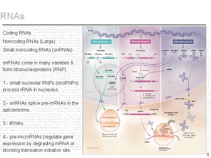 RNAs Coding RNAs Noncoding RNAs (Large) Small noncoding RNAs (sn. RNAs) sn. RNAs come