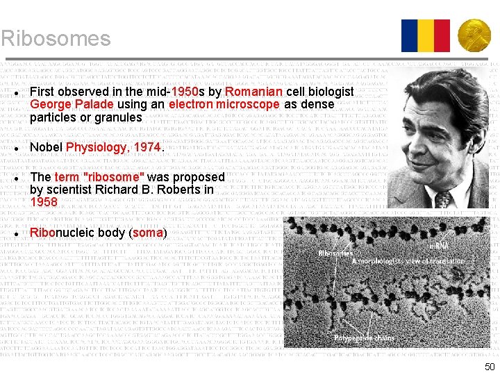 Ribosomes First observed in the mid-1950 s by Romanian cell biologist George Palade using