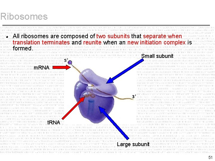 Ribosomes All ribosomes are composed of two subunits that separate when translation terminates and