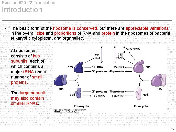 Session #20 -22 Translation Introduction • The basic form of the ribosome is conserved,