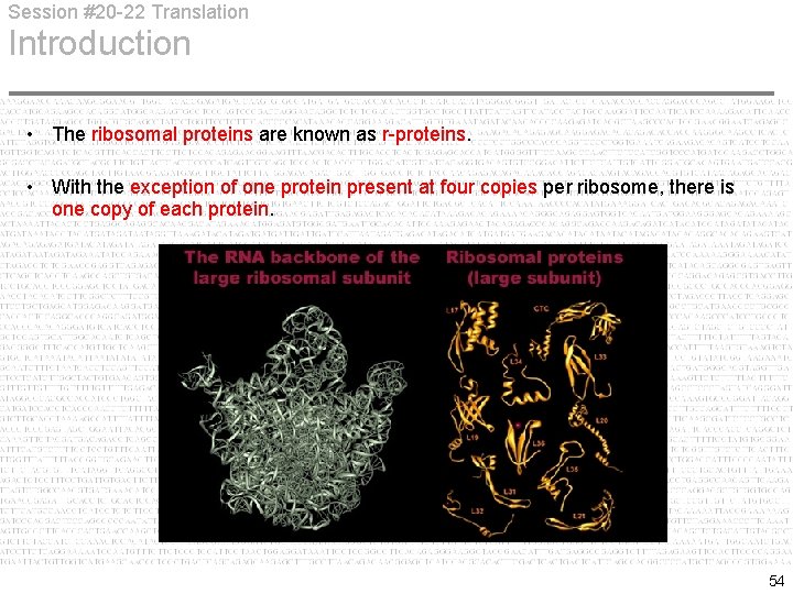Session #20 -22 Translation Introduction • The ribosomal proteins are known as r-proteins. •