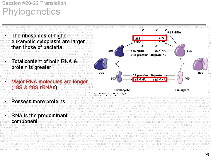 Session #20 -22 Translation Phylogenetics • The ribosomes of higher eukaryotic cytoplasm are larger