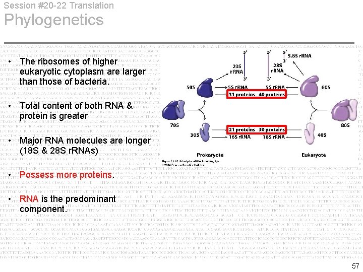 Session #20 -22 Translation Phylogenetics • The ribosomes of higher eukaryotic cytoplasm are larger