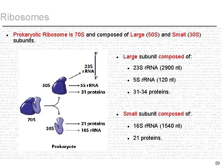 Ribosomes Prokaryotic Ribosome is 70 S and composed of Large (50 S) and Small