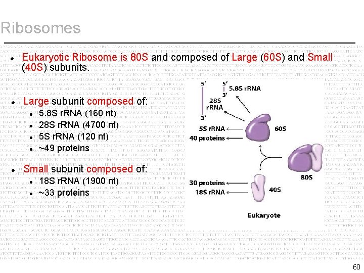 Ribosomes Eukaryotic Ribosome is 80 S and composed of Large (60 S) and Small