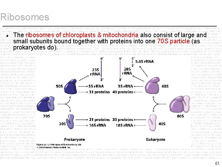 Ribosomes The ribosomes of chloroplasts & mitochondria also consist of large and small subunits