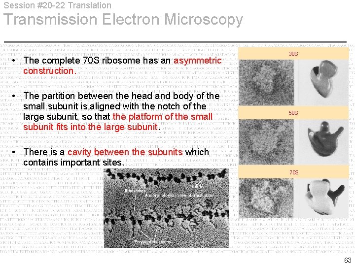 Session #20 -22 Translation Transmission Electron Microscopy • The complete 70 S ribosome has