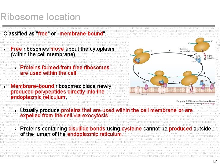 Ribosome location Classified as "free" or "membrane-bound". Free ribosomes move about the cytoplasm (within