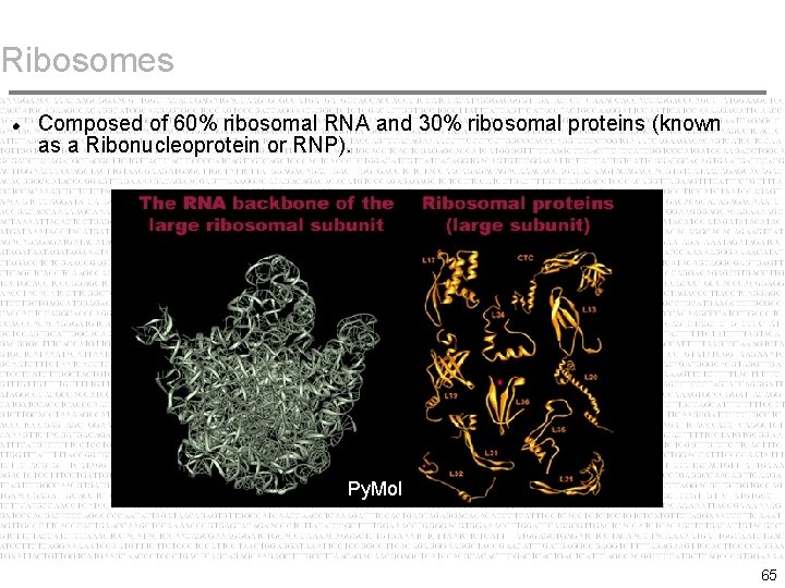Ribosomes Composed of 60% ribosomal RNA and 30% ribosomal proteins (known as a Ribonucleoprotein