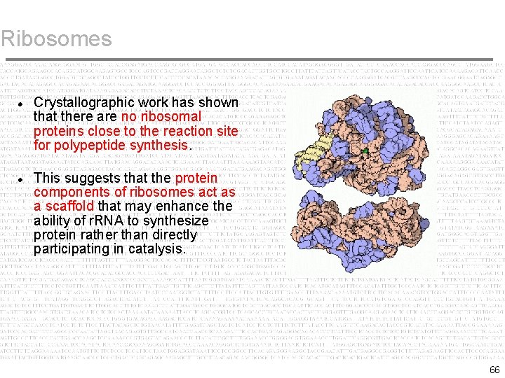 Ribosomes Crystallographic work has shown that there are no ribosomal proteins close to the