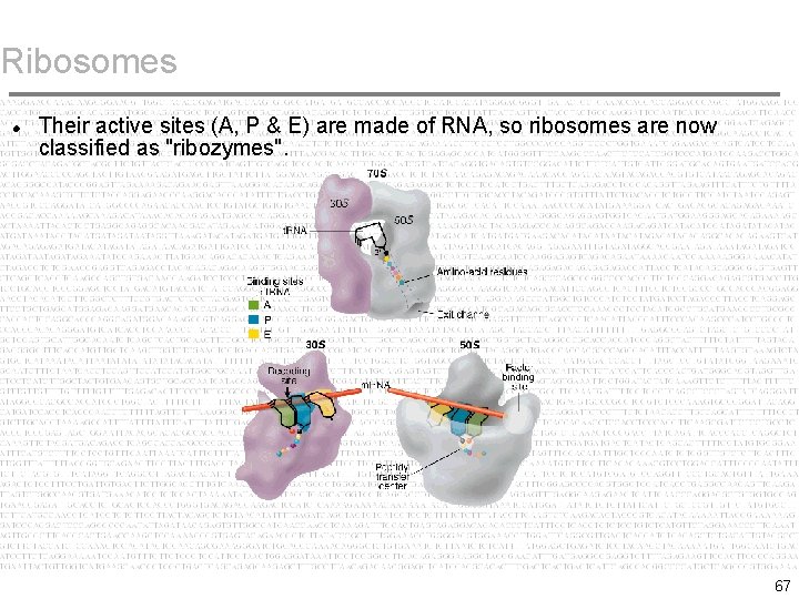 Ribosomes Their active sites (A, P & E) are made of RNA, so ribosomes