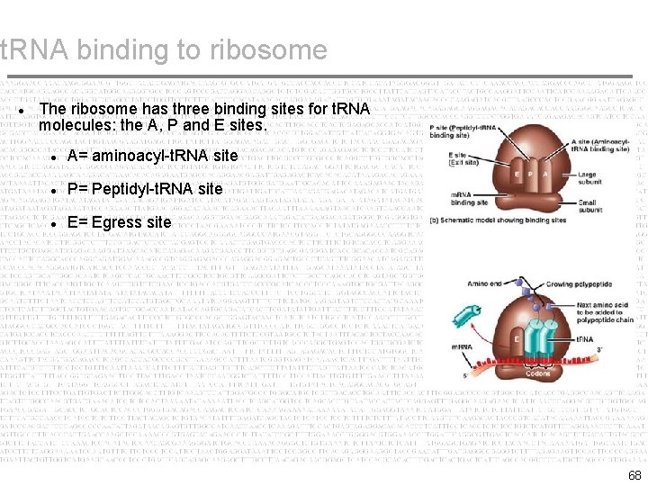 t. RNA binding to ribosome The ribosome has three binding sites for t. RNA