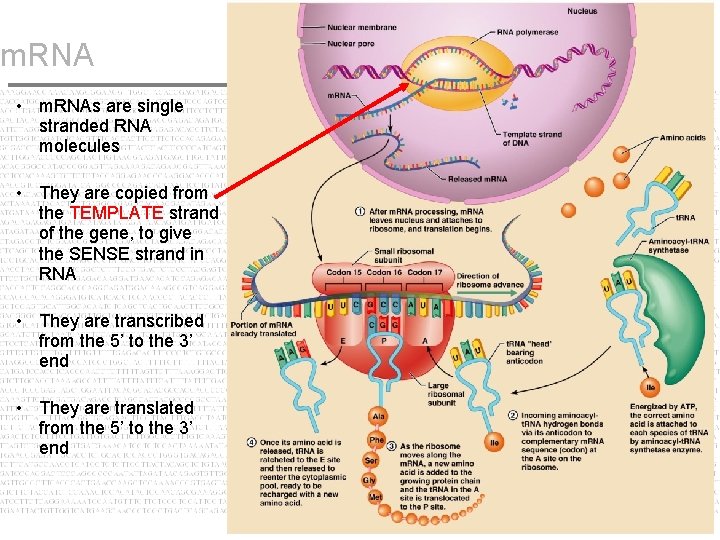 m. RNA • m. RNAs are single stranded RNA molecules • They are copied