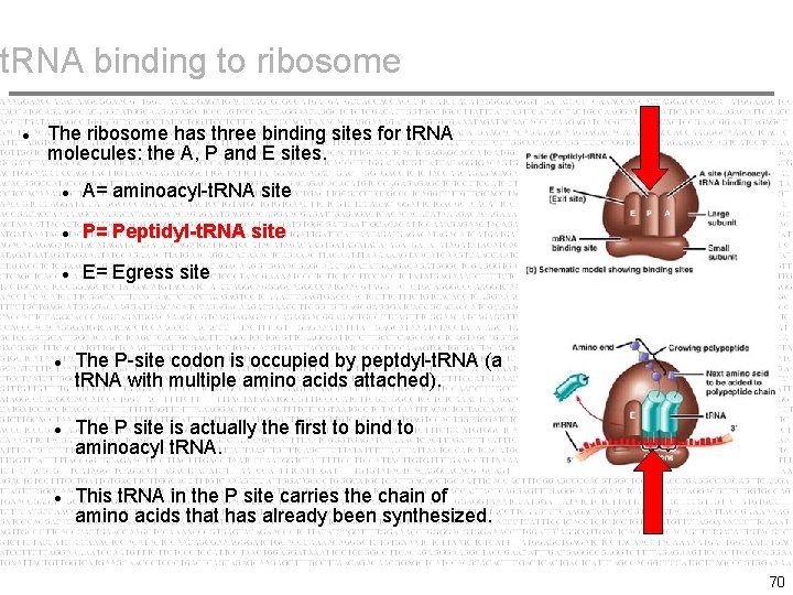 t. RNA binding to ribosome The ribosome has three binding sites for t. RNA t. RNA binding to ribosome The ribosome has three binding sites for t. RNA